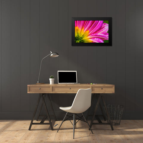 Pink purple dahlia petals blooming macro-Dahlia named Brushstrokes Black Modern Wood Framed Art Print by Perry, William