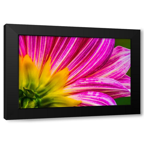 Pink purple dahlia petals blooming macro-Dahlia named Brushstrokes Black Modern Wood Framed Art Print by Perry, William