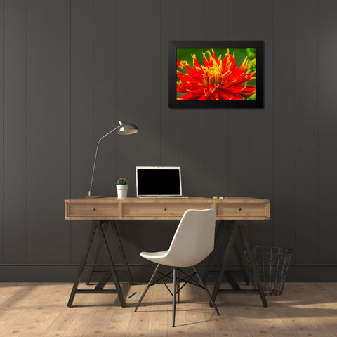 Red yellow orange dinnerplate dahlia blooming-Dahlia named Show N Tell Black Modern Wood Framed Art Print by Perry, William