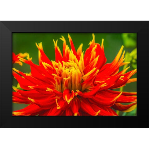 Red yellow orange dinnerplate dahlia blooming-Dahlia named Show N Tell Black Modern Wood Framed Art Print by Perry, William