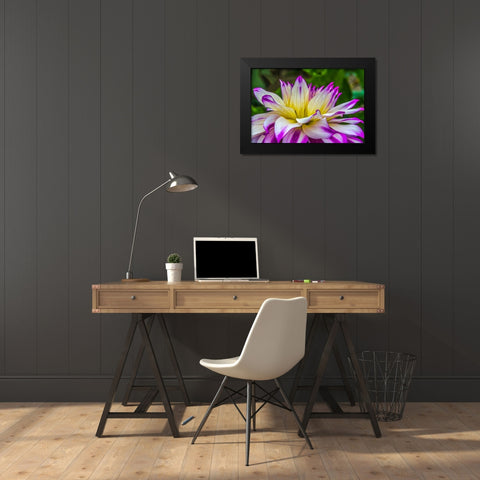 Blue purple white Dinnerplate AA dahlia blooming-Dahlia named Ferncliff Illusion Black Modern Wood Framed Art Print by Perry, William