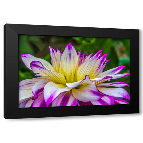 Blue purple white Dinnerplate AA dahlia blooming-Dahlia named Ferncliff Illusion Black Modern Wood Framed Art Print by Perry, William