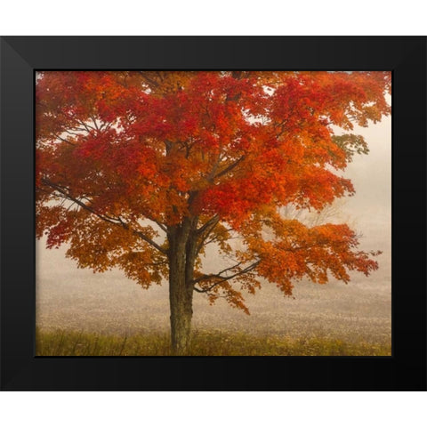 West Virginia, Canaan Valley SP Tree in autumn Black Modern Wood Framed Art Print by OBrien, Jay