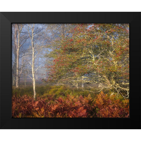 USA-West Virginia-Davis Autumn colors in forest Black Modern Wood Framed Art Print by Jaynes Gallery