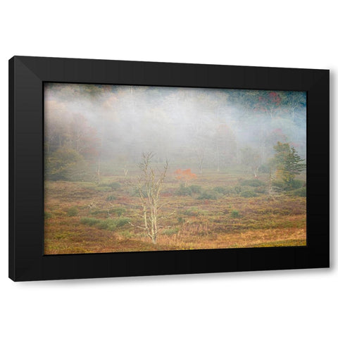 USA-West Virginia-Davis Foggy forest in fall colors Black Modern Wood Framed Art Print with Double Matting by Jaynes Gallery