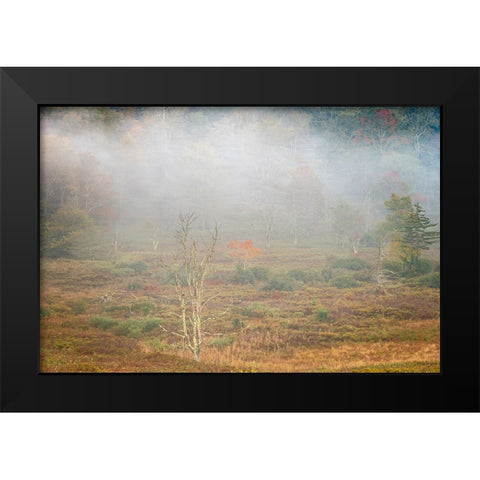 USA-West Virginia-Davis Foggy forest in fall colors Black Modern Wood Framed Art Print by Jaynes Gallery