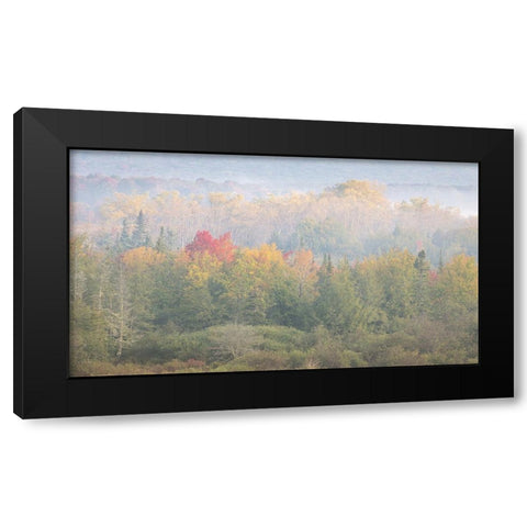 USA-West Virginia-Davis Foggy forest in fall colors Black Modern Wood Framed Art Print by Jaynes Gallery