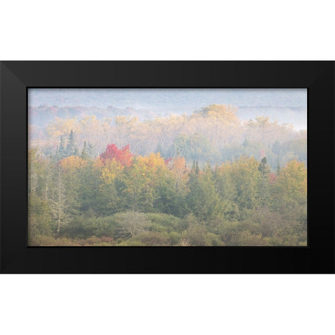 USA-West Virginia-Davis Foggy forest in fall colors Black Modern Wood Framed Art Print by Jaynes Gallery