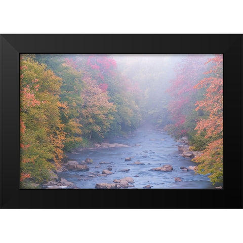 USA-West Virginia-Davis Foggy stream in Blackwater State Park Black Modern Wood Framed Art Print by Jaynes Gallery