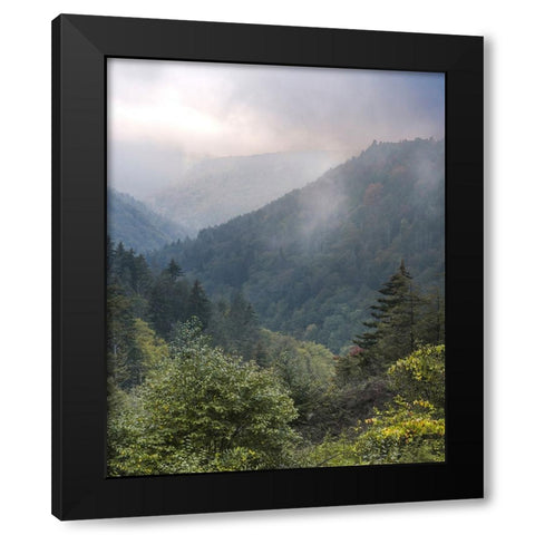 USA-West Virginia-Davis Forested mountain landscape in fog Black Modern Wood Framed Art Print by Jaynes Gallery