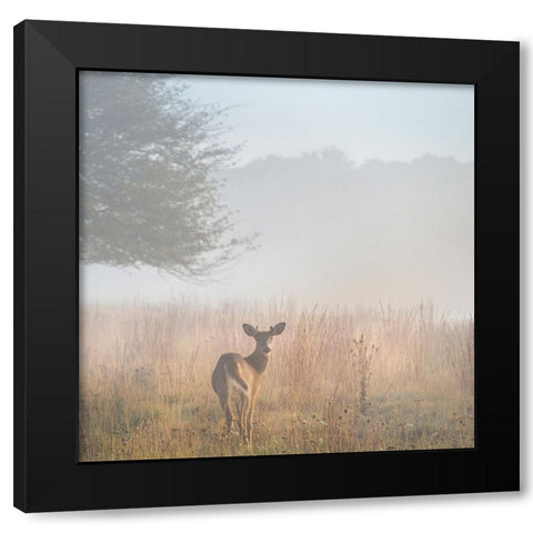 USA-West Virginia-Davis Deer in foggy field Black Modern Wood Framed Art Print with Double Matting by Jaynes Gallery