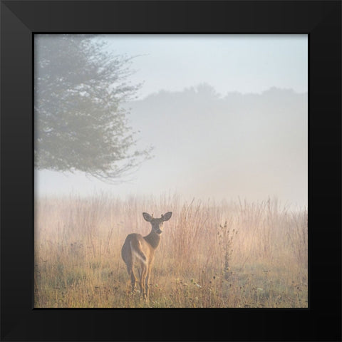 USA-West Virginia-Davis Deer in foggy field Black Modern Wood Framed Art Print by Jaynes Gallery