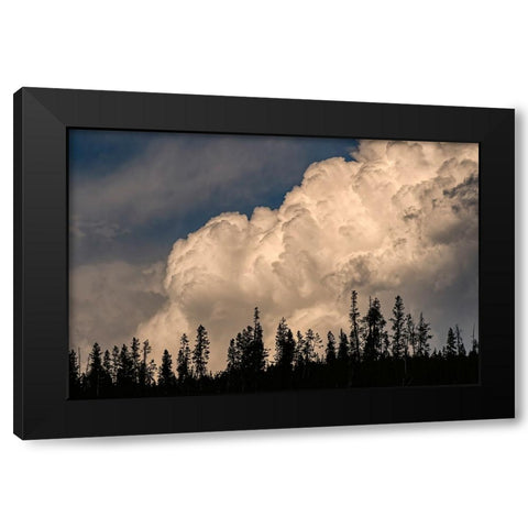Trees silhouetted against cumulus cloud-Yellowstone National Park-Wyoming Black Modern Wood Framed Art Print with Double Matting by Jones, Adam
