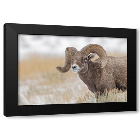 Bighorn sheep in winter Grand Teton National Park-Wyoming Black Modern Wood Framed Art Print by Jones, Adam