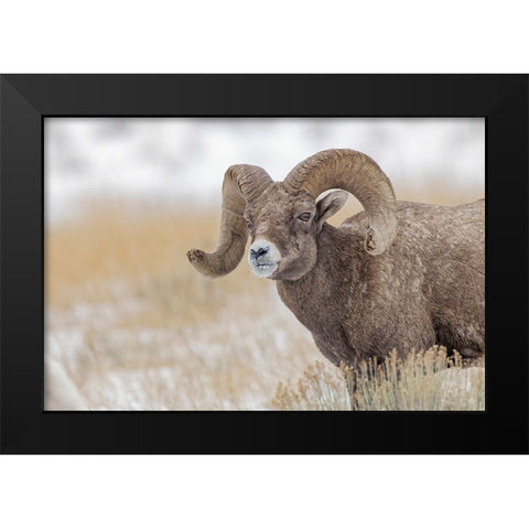 Bighorn sheep in winter Grand Teton National Park-Wyoming Black Modern Wood Framed Art Print by Jones, Adam