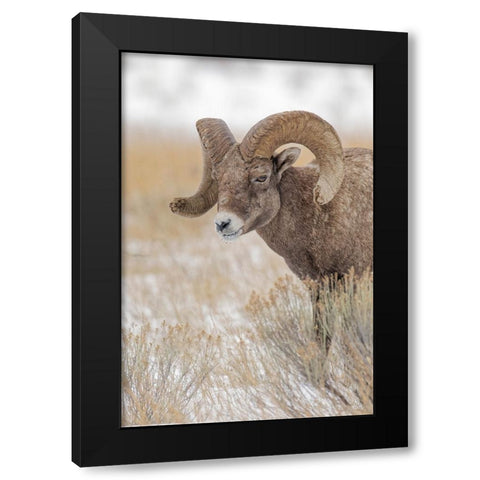 Bighorn sheep in winter Grand Teton National Park-Wyoming Black Modern Wood Framed Art Print by Jones, Adam