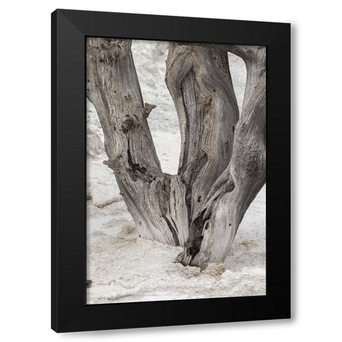 Dead tree-Canary Spring-Mammoth Hot Springs-Yellowstone National Park-Wyoming Black Modern Wood Framed Art Print with Double Matting by Jones, Adam