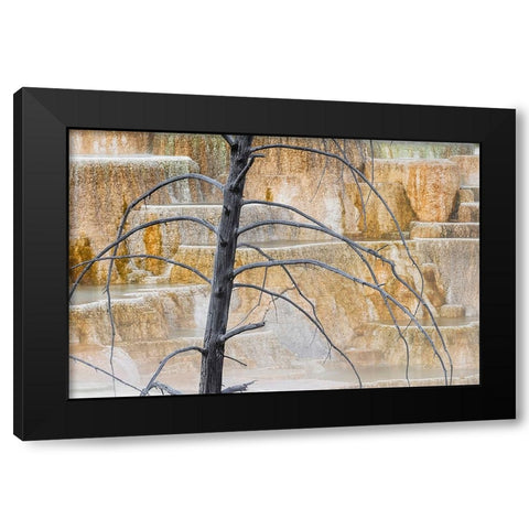Dead tree and colorful terrace-Canary Spring-Mammoth Hot Springs-Yellowstone National Park-Wyoming Black Modern Wood Framed Art Print with Double Matting by Jones, Adam