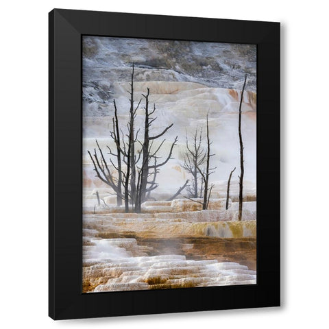 Black tree trunks and terrace-Mammoth Hot Springs-Yellowstone National Park-Wyoming Black Modern Wood Framed Art Print by Jones, Adam