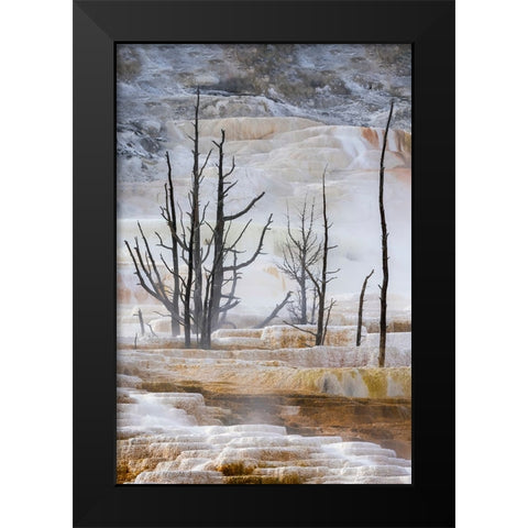 Black tree trunks and terrace-Mammoth Hot Springs-Yellowstone National Park-Wyoming Black Modern Wood Framed Art Print by Jones, Adam