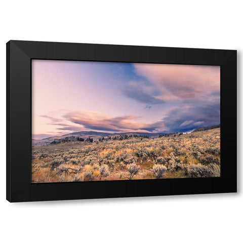 Mountain big sagebrush at sunrise-Lamar Valley-Yellowstone National Park-Wyoming Black Modern Wood Framed Art Print with Double Matting by Jones, Adam