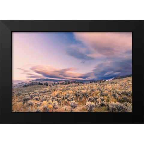 Mountain big sagebrush at sunrise-Lamar Valley-Yellowstone National Park-Wyoming Black Modern Wood Framed Art Print by Jones, Adam
