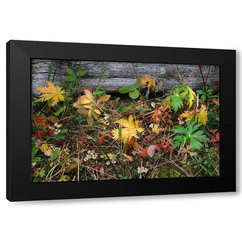 Wild strawberry on forest floor in autumn-Yellowstone National Park-Wyoming Black Modern Wood Framed Art Print with Double Matting by Jones, Adam