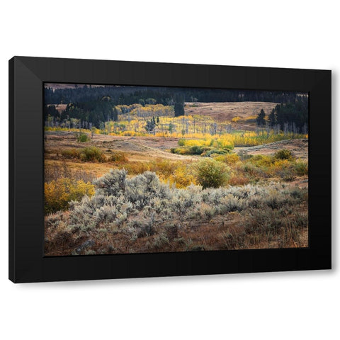 Scenic landscape view of Lamar Valley with aspen trees and sagebrush-Yellowstone National Park Black Modern Wood Framed Art Print by Jones, Adam