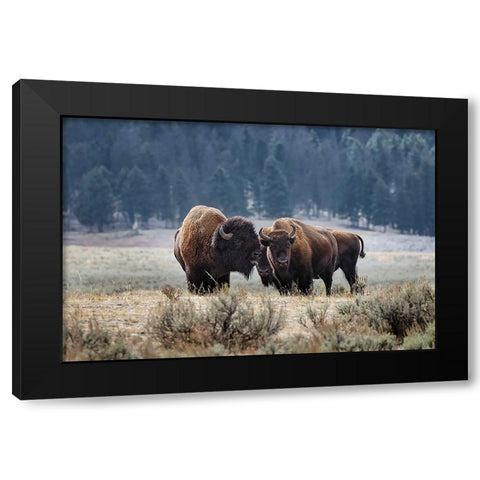 American Bison Yellowstone National Park-Wyoming Black Modern Wood Framed Art Print with Double Matting by Jones, Adam