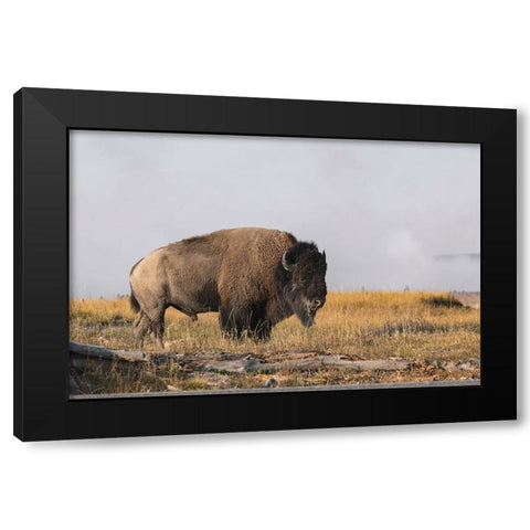 American Bison Yellowstone National Park-Wyoming Black Modern Wood Framed Art Print by Jones, Adam