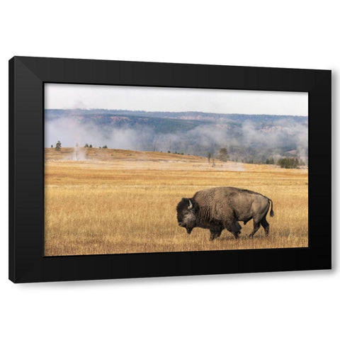 American Bison Yellowstone National Park-Wyoming Black Modern Wood Framed Art Print with Double Matting by Jones, Adam