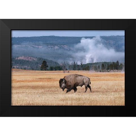 American Bison Yellowstone National Park-Wyoming Black Modern Wood Framed Art Print by Jones, Adam