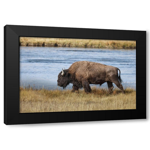 American Bison Yellowstone National Park-Wyoming Black Modern Wood Framed Art Print with Double Matting by Jones, Adam