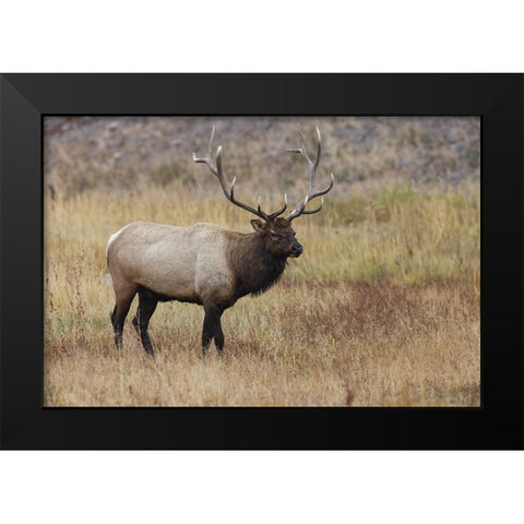 Bull elk or wapiti in meadow-Yellowstone National Park-Wyoming Black Modern Wood Framed Art Print by Jones, Adam