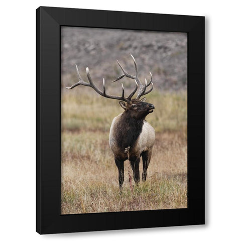 Bull elk or wapiti in meadow-Yellowstone National Park-Wyoming Black Modern Wood Framed Art Print by Jones, Adam