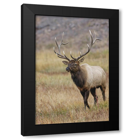 Bull elk or wapiti in meadow-Yellowstone National Park-Wyoming Black Modern Wood Framed Art Print with Double Matting by Jones, Adam