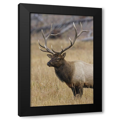 Bull elk or wapiti in meadow-Yellowstone National Park-Wyoming Black Modern Wood Framed Art Print with Double Matting by Jones, Adam