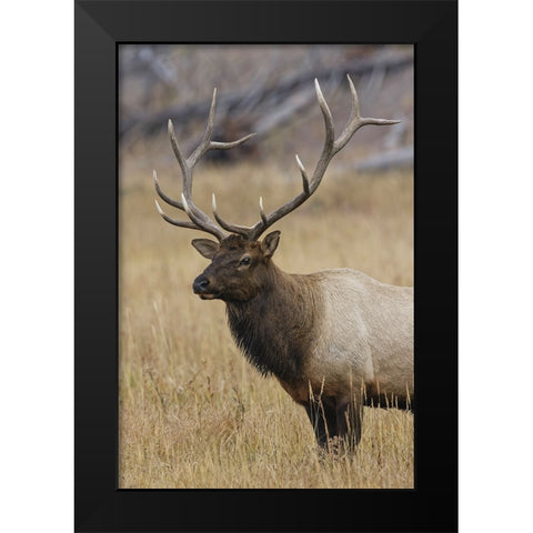 Bull elk or wapiti in meadow-Yellowstone National Park-Wyoming Black Modern Wood Framed Art Print by Jones, Adam