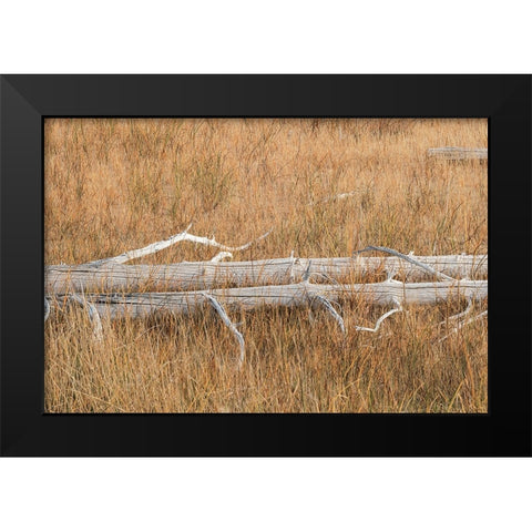 Fallen calcified trees near Grand Prismatic spring-Yellowstone National Park-Wyoming Black Modern Wood Framed Art Print by Jones, Adam