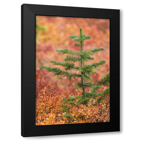 Blueberry leaves in autumn red coloration-Yellowstone National Park-Wyoming Black Modern Wood Framed Art Print with Double Matting by Jones, Adam