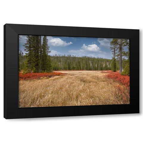 Blueberry leaves in autumn red coloration-Yellowstone National Park-Wyoming Black Modern Wood Framed Art Print by Jones, Adam