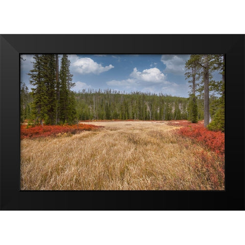Blueberry leaves in autumn red coloration-Yellowstone National Park-Wyoming Black Modern Wood Framed Art Print by Jones, Adam