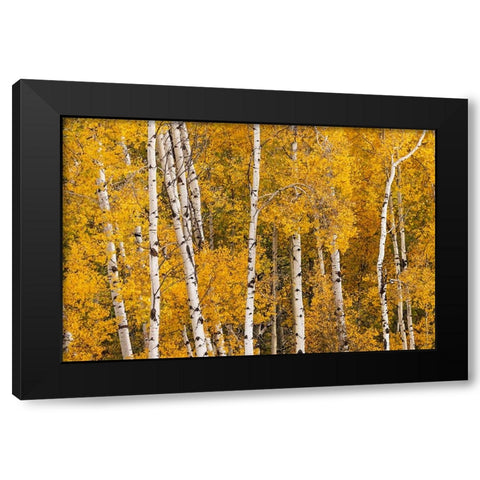 Pattern of white tree trunks among golden aspen leaves-Grand Teton National Park-Wyoming Black Modern Wood Framed Art Print by Jones, Adam