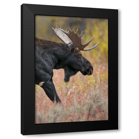 Bull moose-Grand Teton National Park-Wyoming Black Modern Wood Framed Art Print by Jones, Adam