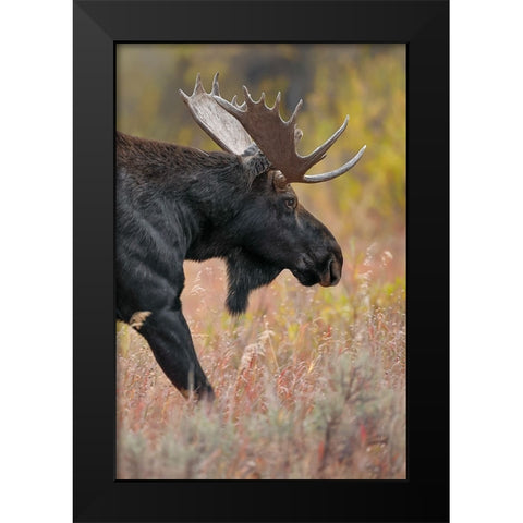 Bull moose-Grand Teton National Park-Wyoming Black Modern Wood Framed Art Print by Jones, Adam