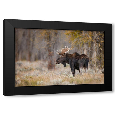 Bull moose-Grand Teton National Park-Wyoming Black Modern Wood Framed Art Print by Jones, Adam