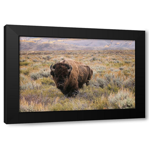 American Bison in sagebrush meadow Grand Teton National Park Black Modern Wood Framed Art Print by Jones, Adam