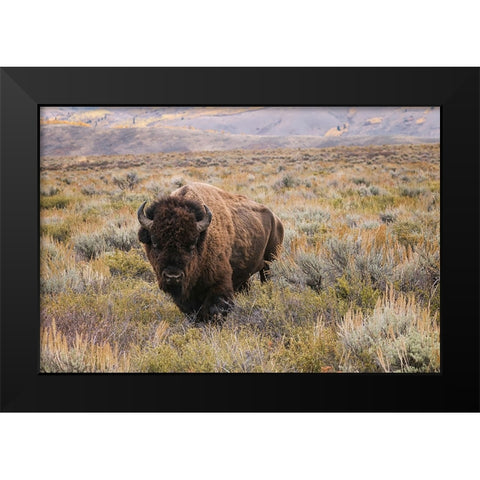American Bison in sagebrush meadow Grand Teton National Park Black Modern Wood Framed Art Print by Jones, Adam