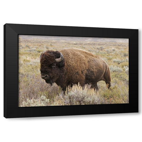 American Bison in sagebrush meadow Grand Teton National Park Black Modern Wood Framed Art Print by Jones, Adam
