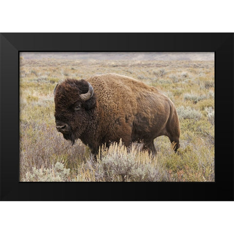 American Bison in sagebrush meadow Grand Teton National Park Black Modern Wood Framed Art Print by Jones, Adam